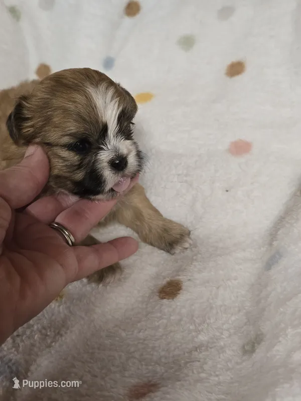 Reds – Shih Tzu puppy for sale in Carnesville, GA