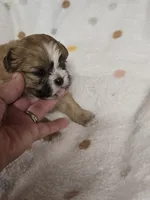 Reds, a female Shih Tzu for sale in Carnesville, GA – 1 of 4