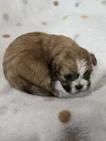 Reds, a female Shih Tzu for sale in Carnesville, GA – 4 of 4