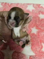 Reds, a female Shih Tzu for sale in Carnesville, GA – 3 of 4
