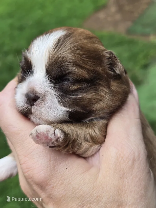 Petunia  – Shih Tzu puppy for sale in Carnesville, GA