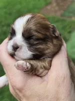 Petunia , a female Shih Tzu for sale in Carnesville, GA – 1 of 3