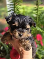 Chewy, a male Yorkshire Terrier for sale in Carnesville, GA – 3 of 3