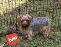Rowdy, a male Yorkshire Terrier for sale in Carnesville, GA – 5 of 5