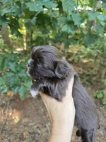 Cocoa , a female Shih Tzu for sale in Carnesville, GA – 2 of 3