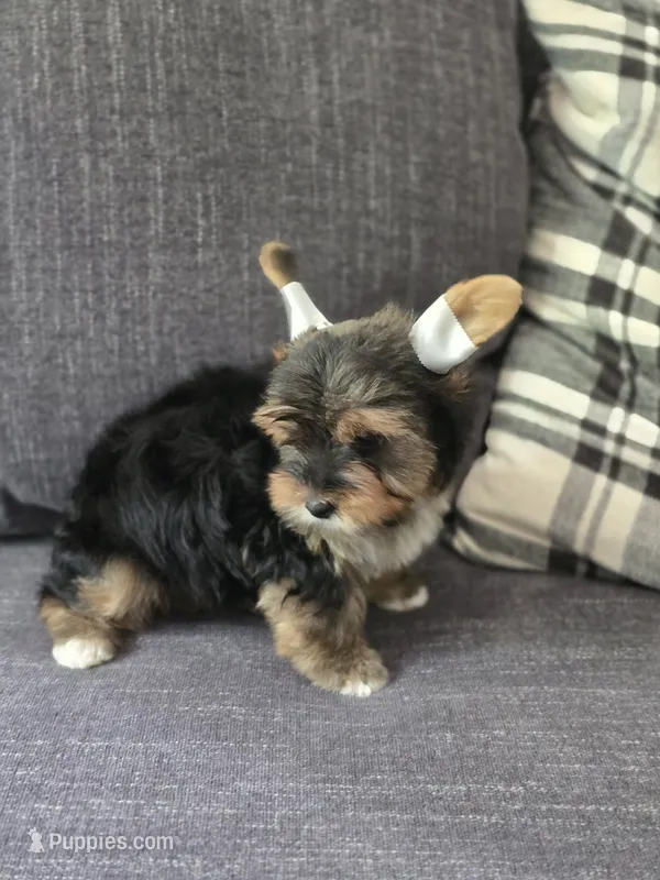 Teddy  – Yorkshire Terrier puppy for sale in Carnesville, GA