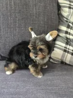Teddy , a male Yorkshire Terrier for sale in Carnesville, GA – 4 of 5