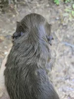 Cocoa , a female Shih Tzu for sale in Carnesville, GA – 3 of 3