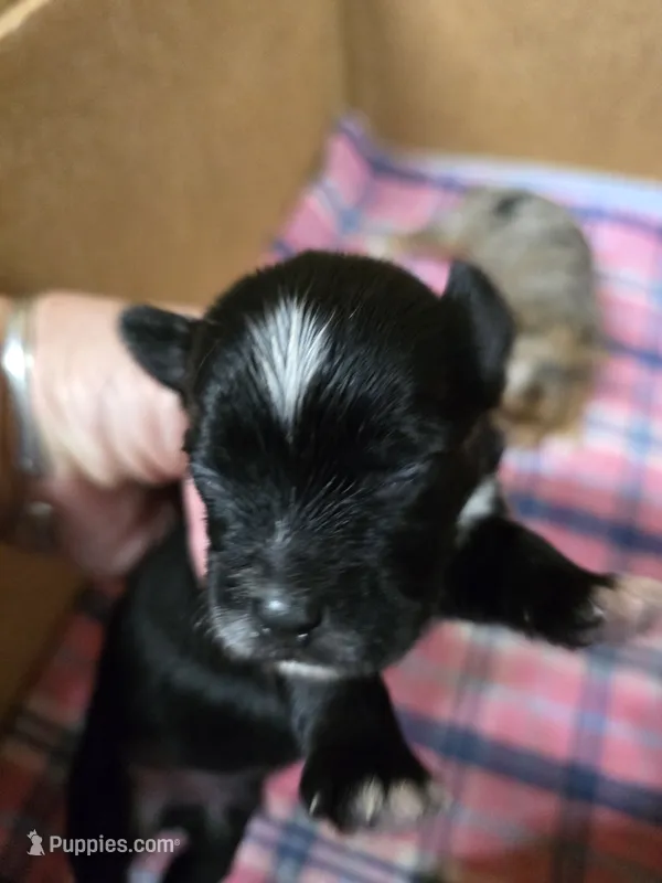 Pepe' le pew – Yorkshire Terrier puppy for sale in Carnesville, GA
