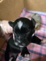 Pepe' le pew, a male Yorkshire Terrier for sale in Carnesville, GA – 1 of 8