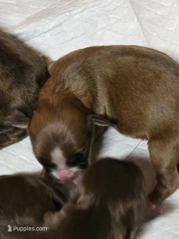 Reds – Shih Tzu puppy for sale in Carnesville, GA