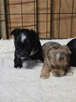 Black Jack, a male Yorkshire Terrier for sale in Carnesville, GA – 6 of 8