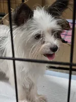Pepe' le pew, a male Yorkshire Terrier for sale in Carnesville, GA – 7 of 8