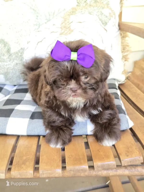 Cocoa  – Shih Tzu puppy for sale in Carnesville, GA