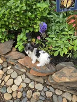Rowdy, a male Yorkshire Terrier for sale in Carnesville, GA – 3 of 5