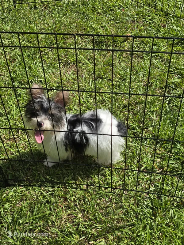 Rowdy – Yorkshire Terrier puppy for sale in Carnesville, GA