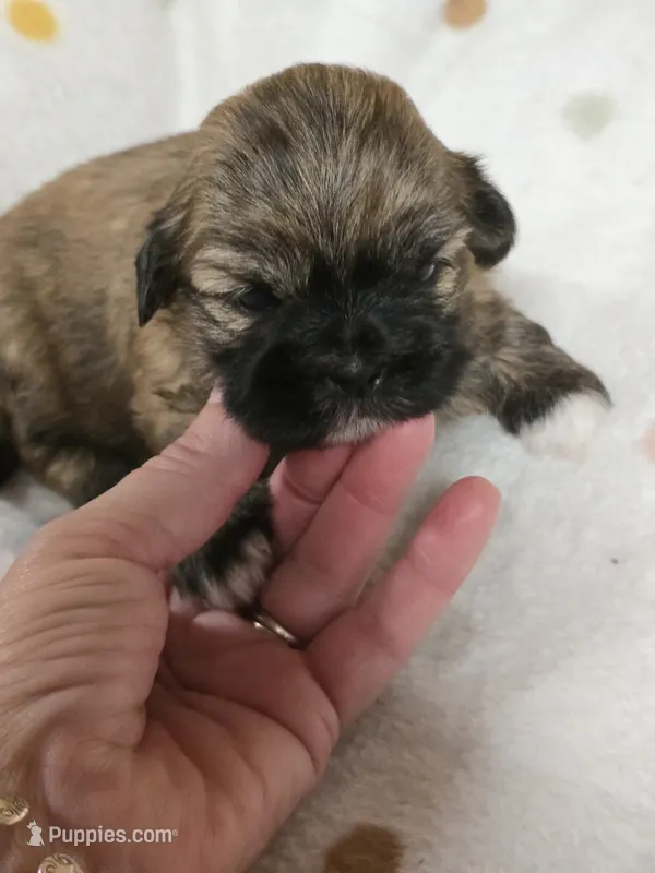 Brindle  – Shih Tzu puppy for sale in Carnesville, GA
