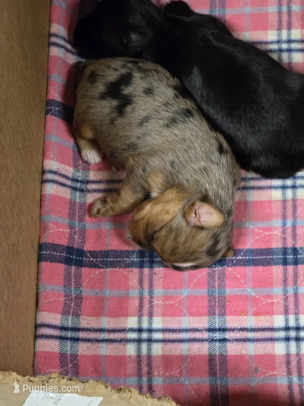 Molly – Yorkshire Terrier puppy for sale in Carnesville, GA