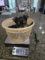 Nugget , a male Yorkshire Terrier for sale in Carnesville, GA – 2 of 7