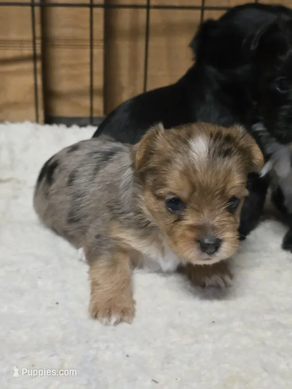 Molly – Yorkshire Terrier puppy for sale in Carnesville, GA