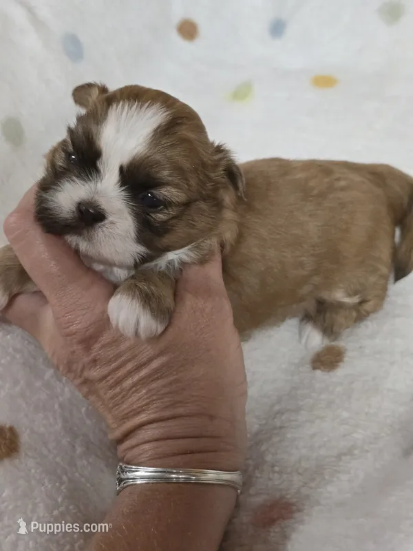 Petunia  – Shih Tzu puppy for sale in Carnesville, GA
