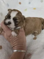 Petunia , a female Shih Tzu for sale in Carnesville, GA – 1 of 3