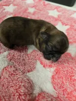 Brindle , a female Shih Tzu for sale in Carnesville, GA – 3 of 3