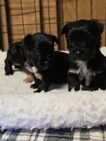 Black Jack, a male Yorkshire Terrier for sale in Carnesville, GA – 2 of 8