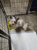 Molly, a female Yorkshire Terrier for sale in Carnesville, GA – 5 of 8