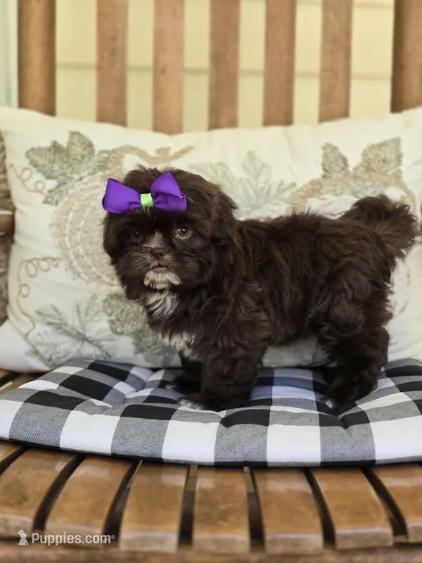 Cocoa  – Shih Tzu puppy for sale in Carnesville, GA