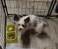 Pepe' le pew, a male Yorkshire Terrier for sale in Carnesville, GA – 6 of 8