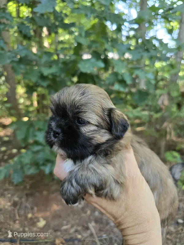 Brindle  – Shih Tzu puppy for sale in Carnesville, GA