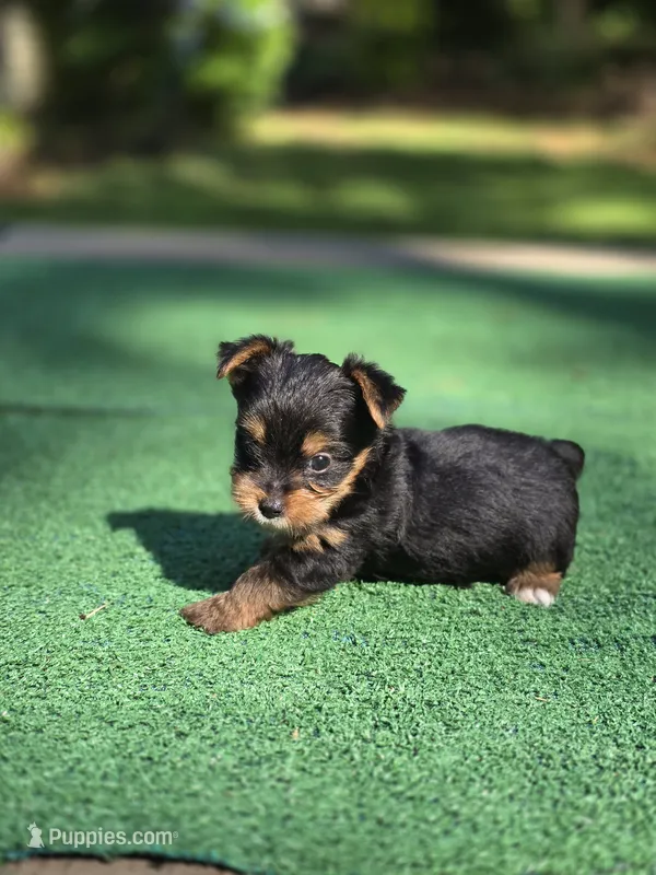 Nugget  – Yorkshire Terrier puppy for sale in Carnesville, GA