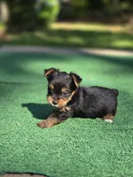 Nugget , a male Yorkshire Terrier for sale in Carnesville, GA – 1 of 7