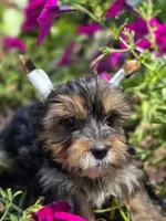 Teddy , a male Yorkshire Terrier for sale in Carnesville, GA – 5 of 5