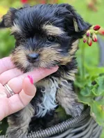 Chewy, a male Yorkshire Terrier for sale in Carnesville, GA – 2 of 3