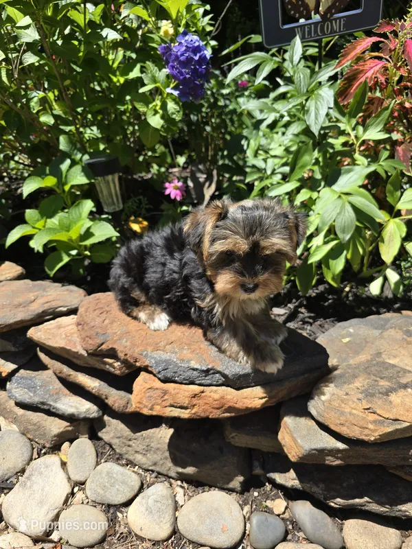 Teddy  – Yorkshire Terrier puppy for sale in Carnesville, GA