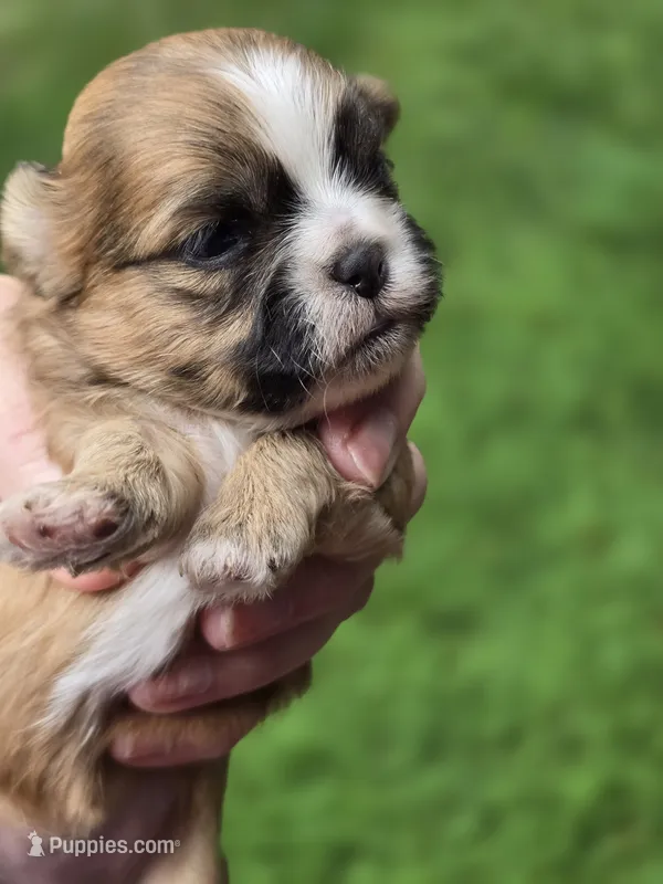 Reds – Shih Tzu puppy for sale in Carnesville, GA