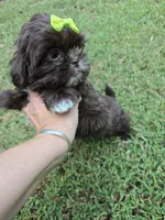 Cocoa , a female Shih Tzu for sale in Carnesville, GA – 2 of 4