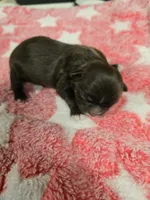Chocolate , a female Shih Tzu for sale in Carnesville, GA – 3 of 4
