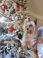 Molly, a female Yorkshire Terrier for sale in Carnesville, GA – 8 of 8