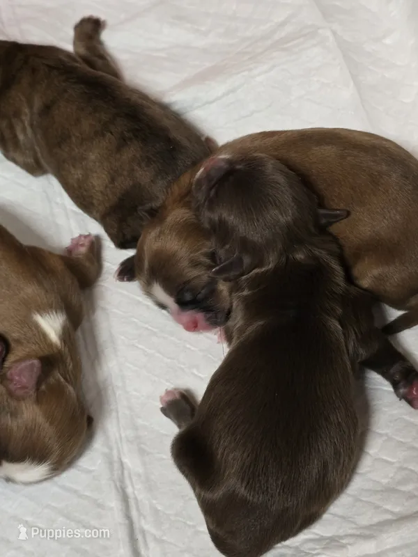 Chocolate  – Shih Tzu puppy for sale in Carnesville, GA