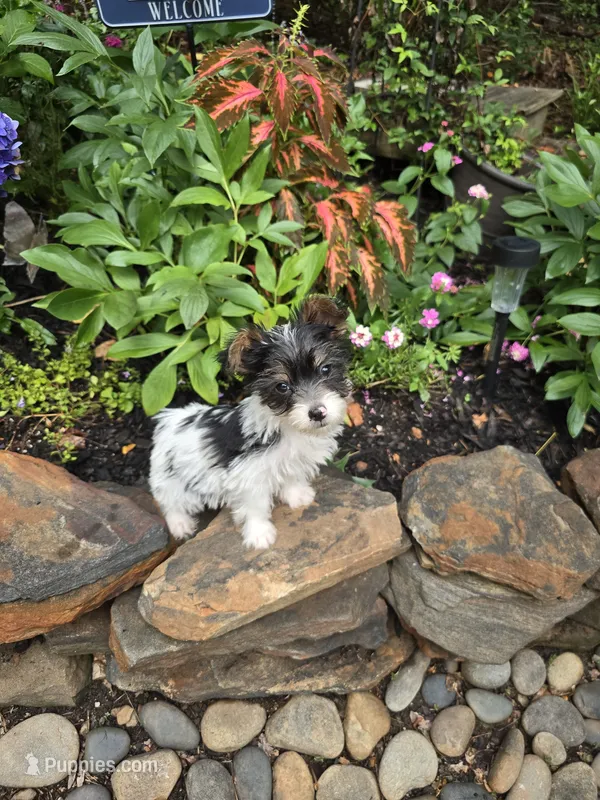 Rowdy – Yorkshire Terrier puppy for sale in Carnesville, GA