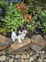 Rowdy, a male Yorkshire Terrier for sale in Carnesville, GA – 2 of 5