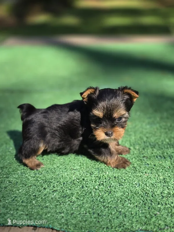 Oakley  – Yorkshire Terrier puppy for sale in Carnesville, GA