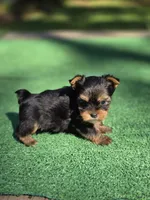 Oakley , a male Yorkshire Terrier for sale in Carnesville, GA – 1 of 5