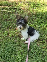 Maverick , a male Yorkshire Terrier for sale in Carnesville, GA – 3 of 4