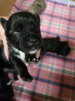 Pepe' le pew, a male Yorkshire Terrier for sale in Carnesville, GA – 4 of 8