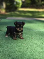 Nugget , a male Yorkshire Terrier for sale in Carnesville, GA – 4 of 7