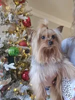 Pepe' le pew, a male Yorkshire Terrier for sale in Carnesville, GA – 8 of 8